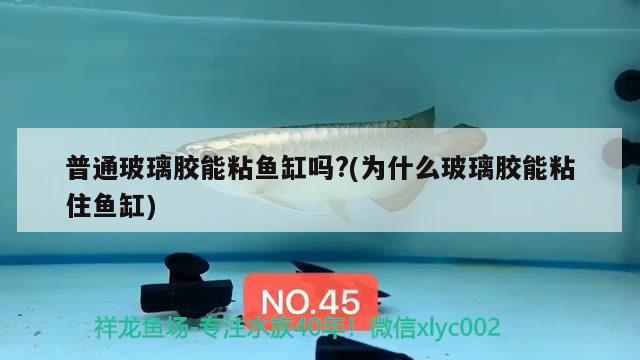 普通玻璃膠能粘魚缸嗎?(為什么玻璃膠能粘住魚缸)