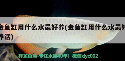 金魚缸用什么水最好養(yǎng)(金魚缸用什么水最好養(yǎng)活) 觀賞魚