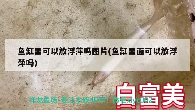 魚(yú)缸里可以放浮萍嗎圖片(魚(yú)缸里面可以放浮萍嗎)