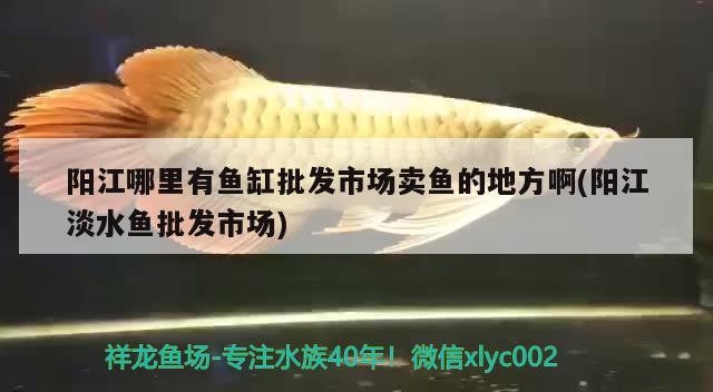 陽江哪里有魚缸批發(fā)市場賣魚的地方啊(陽江淡水魚批發(fā)市場) 觀賞魚進(jìn)出口 第1張