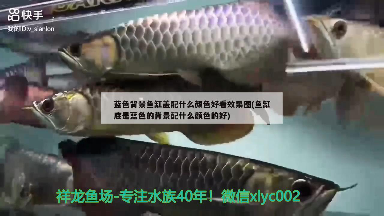 藍色背景魚缸蓋配什么顏色好看效果圖(魚缸底是藍色的背景配什么顏色的好)