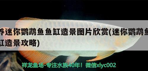 養(yǎng)迷你鸚鵡魚魚缸造景圖片欣賞(迷你鸚鵡魚缸造景攻略)