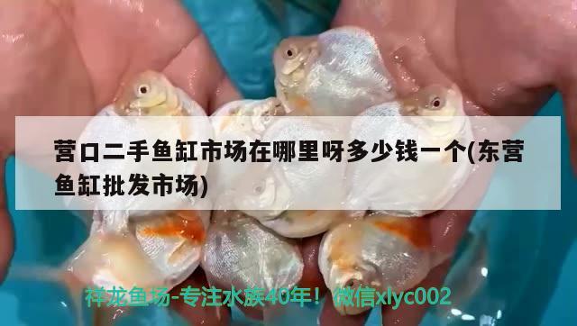 營(yíng)口二手魚缸市場(chǎng)在哪里呀多少錢一個(gè)(東營(yíng)魚缸批發(fā)市場(chǎng)) 白子銀版魚