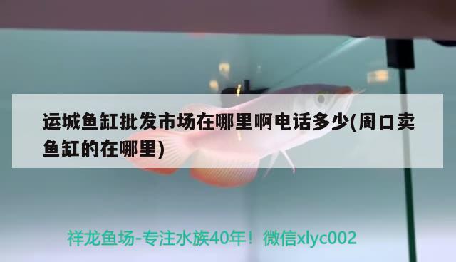 運城魚缸批發(fā)市場在哪里啊電話多少(周口賣魚缸的在哪里) 泰龐海鰱魚