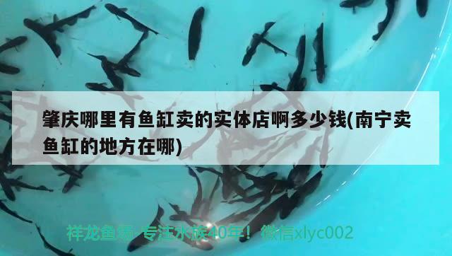 肇慶哪里有魚缸賣的實體店啊多少錢(南寧賣魚缸的地方在哪) 巨骨舌魚