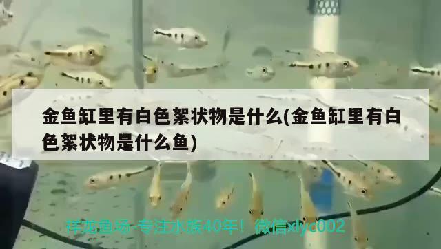 金魚缸里有白色絮狀物是什么(金魚缸里有白色絮狀物是什么魚)