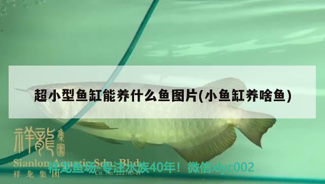 超小型魚缸能養(yǎng)什么魚圖片(小魚缸養(yǎng)啥魚)