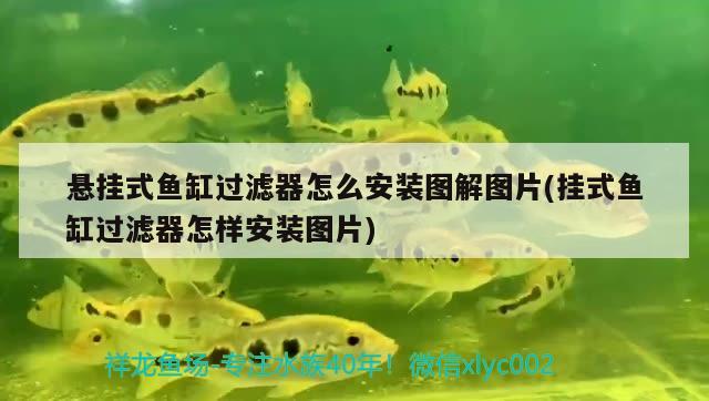 懸掛式魚缸過濾器怎么安裝圖解圖片(掛式魚缸過濾器怎樣安裝圖片) 鐵甲武士