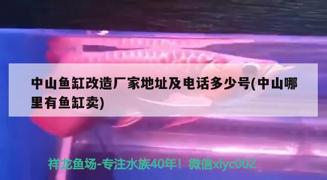 中山魚缸改造廠家地址及電話多少號(中山哪里有魚缸賣) 廣州水族批發(fā)市場