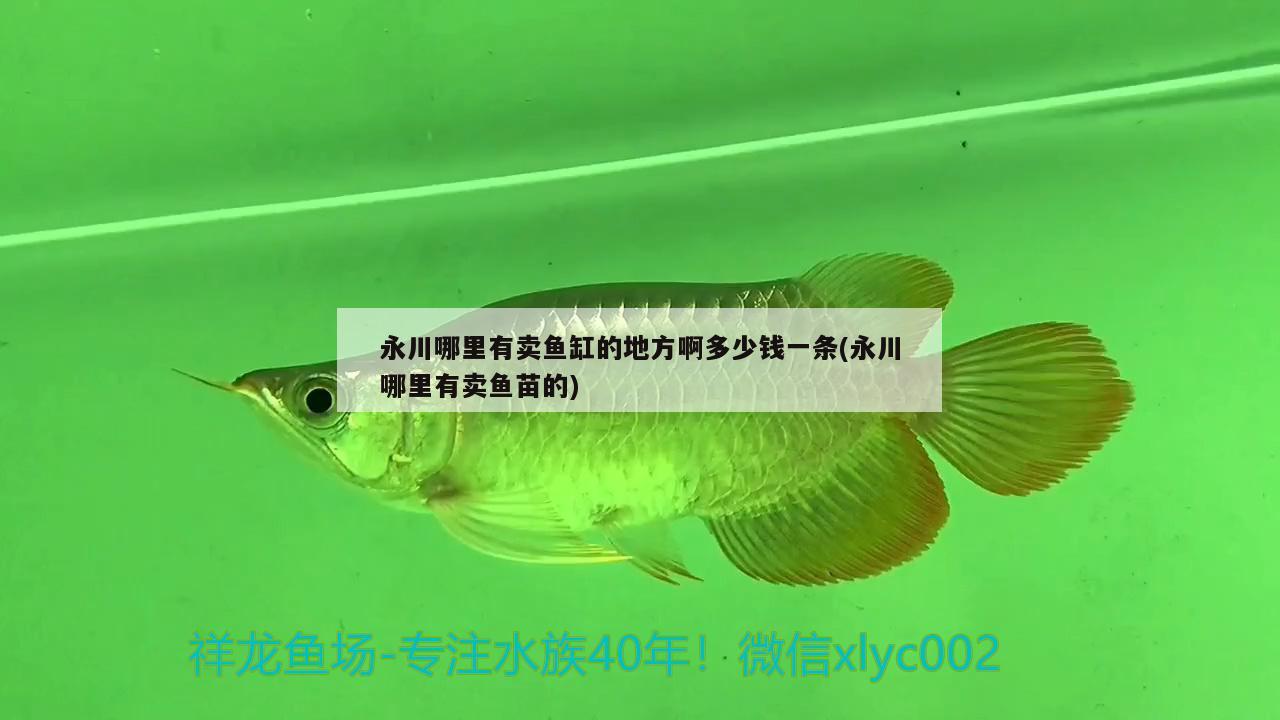 永川哪里有賣魚缸的地方啊多少錢一條(永川哪里有賣魚苗的) 白子黑帝王魟魚