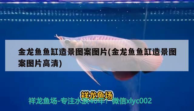 金龍魚魚缸造景圖案圖片(金龍魚魚缸造景圖案圖片高清) 白子銀龍苗（黃化銀龍苗）