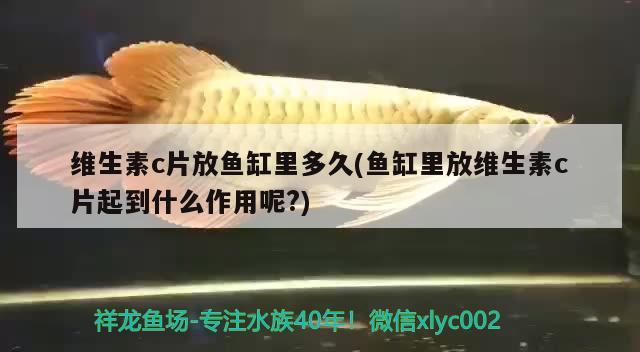 維生素c片放魚缸里多久(魚缸里放維生素c片起到什么作用呢?)