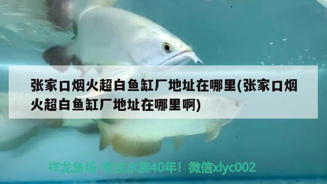 張家口煙火超白魚缸廠地址在哪里(張家口煙火超白魚缸廠地址在哪里啊) 狗仔（招財(cái)貓)魚苗