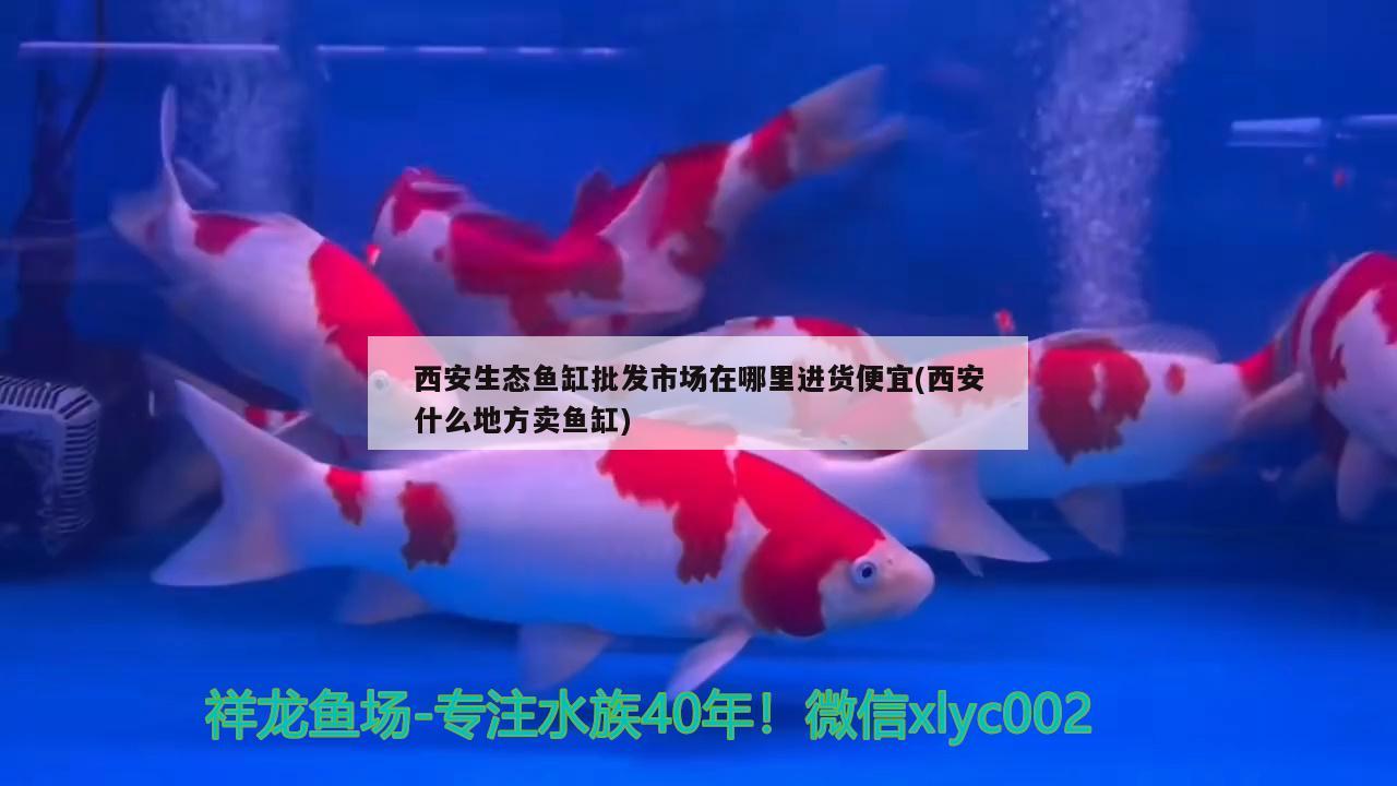 西安生態(tài)魚缸批發(fā)市場在哪里進貨便宜(西安什么地方賣魚缸)