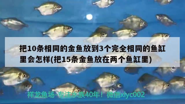 把10條相同的金魚放到3個完全相同的魚缸里會怎樣(把15條金魚放在兩個魚缸里)