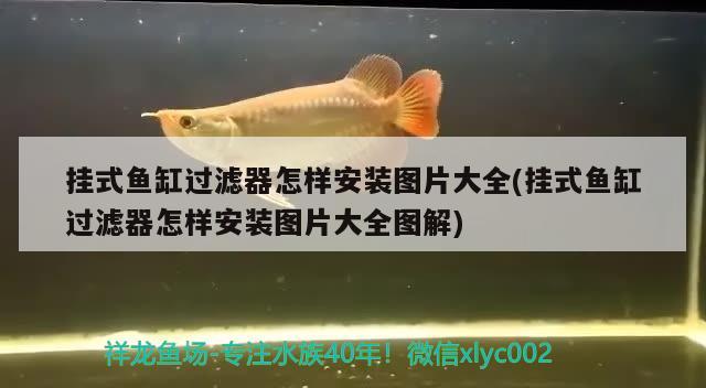 掛式魚缸過濾器怎樣安裝圖片大全(掛式魚缸過濾器怎樣安裝圖片大全圖解)