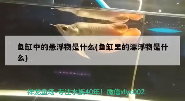 魚缸中的懸浮物是什么(魚缸里的漂浮物是什么) 女王大帆魚苗