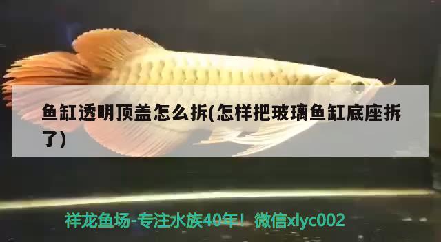 魚(yú)缸透明頂蓋怎么拆(怎樣把玻璃魚(yú)缸底座拆了)