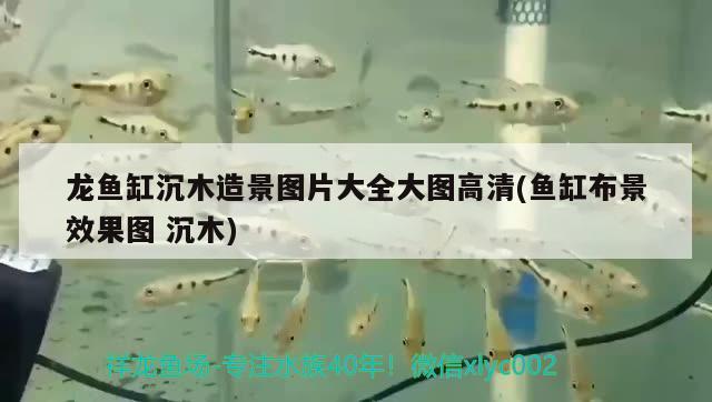 龍魚缸沉木造景圖片大全大圖高清(魚缸布景效果圖沉木)