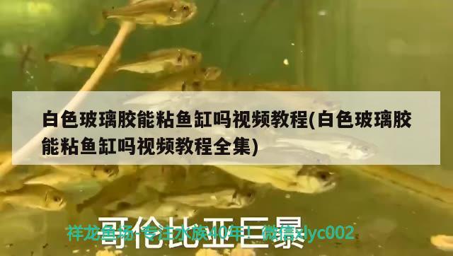 白色玻璃膠能粘魚(yú)缸嗎視頻教程(白色玻璃膠能粘魚(yú)缸嗎視頻教程全集)