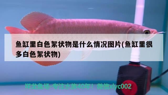 魚缸里白色絮狀物是什么情況圖片(魚缸里很多白色絮狀物) 大湖紅龍魚