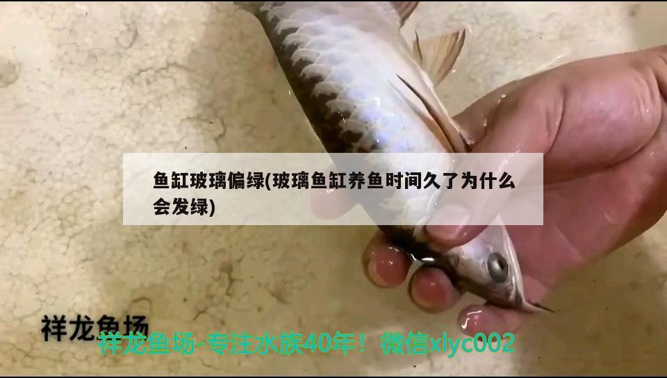 魚缸玻璃偏綠(玻璃魚缸養(yǎng)魚時間久了為什么會發(fā)綠)