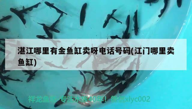 湛江哪里有金魚缸賣呀電話號(hào)碼(江門哪里賣魚缸) 大白鯊魚苗