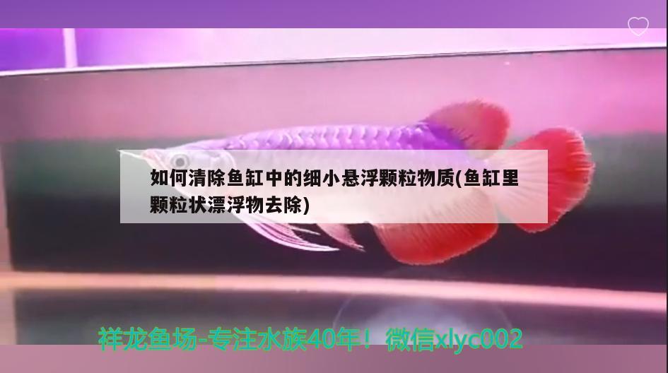 如何清除魚缸中的細小懸浮顆粒物質(zhì)(魚缸里顆粒狀漂浮物去除) 魚缸/水族箱