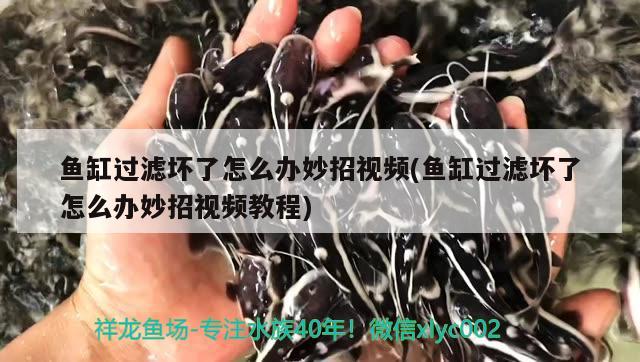 魚缸過濾壞了怎么辦妙招視頻(魚缸過濾壞了怎么辦妙招視頻教程) 電鰻