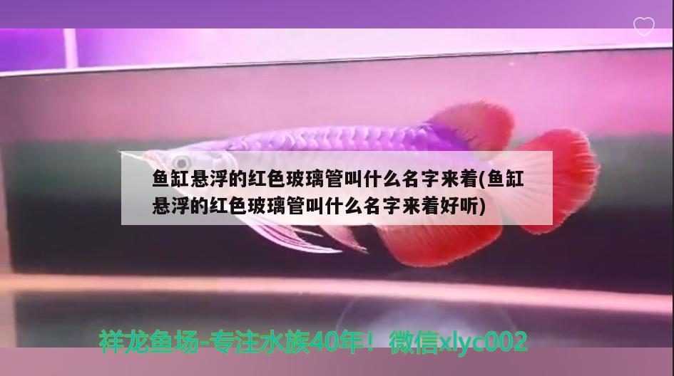 魚缸懸浮的紅色玻璃管叫什么名字來著(魚缸懸浮的紅色玻璃管叫什么名字來著好聽) 印尼虎苗 第2張