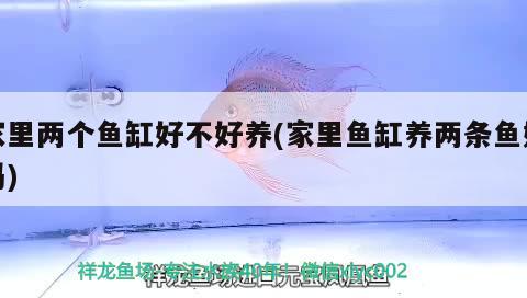 家里兩個(gè)魚缸好不好養(yǎng)(家里魚缸養(yǎng)兩條魚好嗎) 彩鰈魚缸（彩蝶魚缸）