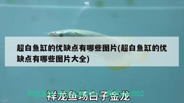 超白魚(yú)缸的優(yōu)缺點(diǎn)有哪些圖片(超白魚(yú)缸的優(yōu)缺點(diǎn)有哪些圖片大全) 南美異形觀賞魚(yú)