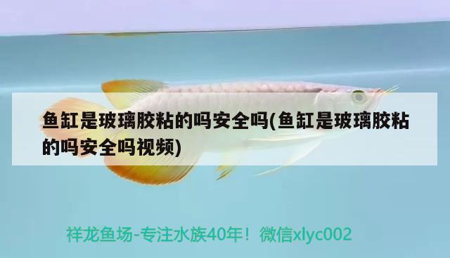 魚缸是玻璃膠粘的嗎安全嗎(魚缸是玻璃膠粘的嗎安全嗎視頻) 綠皮辣椒小紅龍