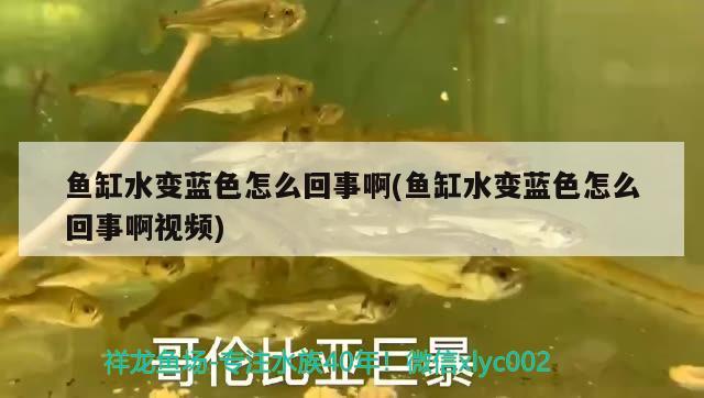 魚缸水變藍(lán)色怎么回事啊(魚缸水變藍(lán)色怎么回事啊視頻) 祥龍超血紅龍魚