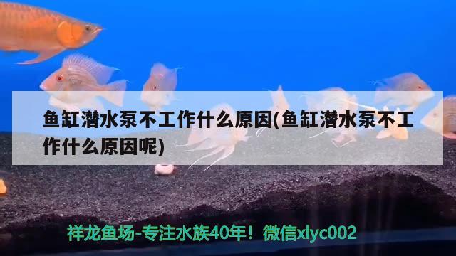 魚缸潛水泵不工作什么原因(魚缸潛水泵不工作什么原因呢) 月光鴨嘴魚