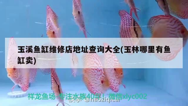 玉溪魚缸維修店地址查詢大全(玉林哪里有魚缸賣)