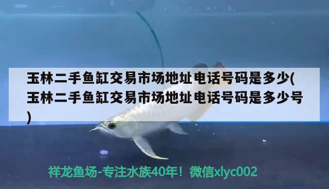 玉林二手魚缸交易市場地址電話號碼是多少(玉林二手魚缸交易市場地址電話號碼是多少號) 黑金魟魚