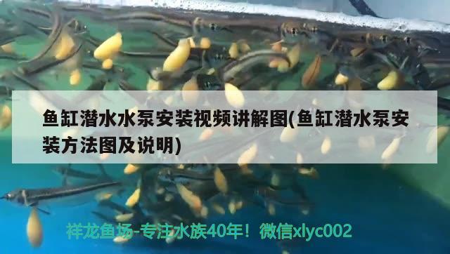 魚(yú)缸潛水水泵安裝視頻講解圖(魚(yú)缸潛水泵安裝方法圖及說(shuō)明) 森森魚(yú)缸