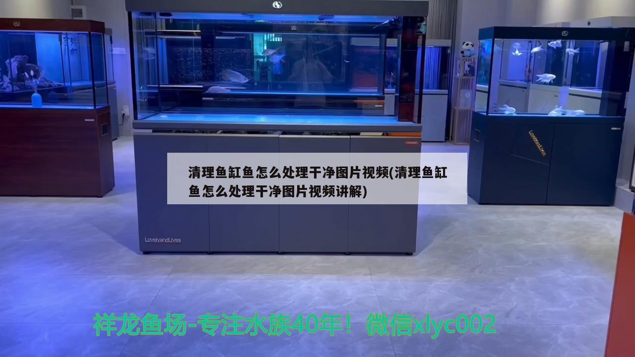 清理魚缸魚怎么處理干凈圖片視頻(清理魚缸魚怎么處理干凈圖片視頻講解) 野生地圖魚