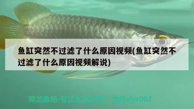 魚缸突然不過濾了什么原因視頻(魚缸突然不過濾了什么原因視頻解說) 檸檬鯽