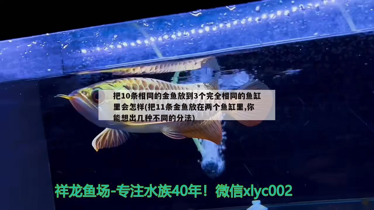 把10條相同的金魚放到3個完全相同的魚缸里會怎樣(把11條金魚放在兩個魚缸里,你能想出幾種不同的分法)