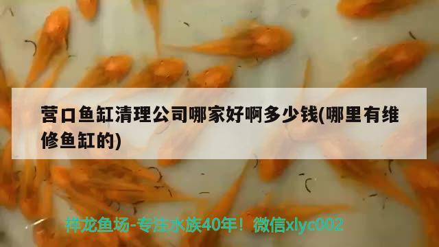 營(yíng)口魚缸清理公司哪家好啊多少錢(哪里有維修魚缸的)