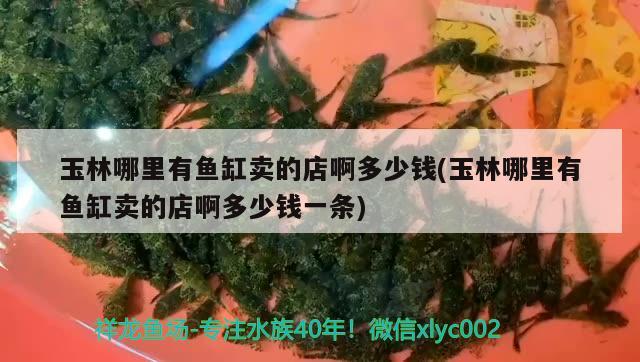 玉林哪里有魚缸賣的店啊多少錢(玉林哪里有魚缸賣的店啊多少錢一條) 祥龍傳奇品牌魚缸