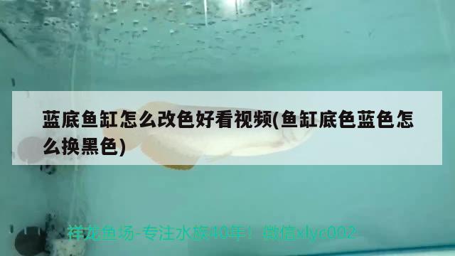 藍底魚缸怎么改色好看視頻(魚缸底色藍色怎么換黑色) 廣州祥龍國際水族貿(mào)易