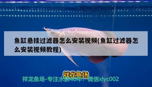 魚缸懸掛過濾器怎么安裝視頻(魚缸過濾器怎么安裝視頻教程) B級過背金龍魚