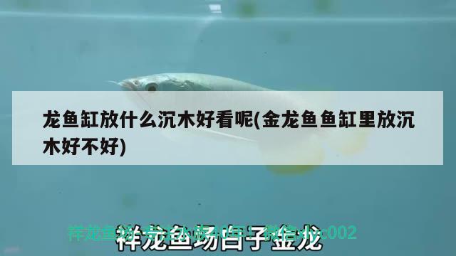 龍魚缸放什么沉木好看呢(金龍魚魚缸里放沉木好不好) 斑馬狗頭魚