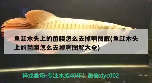 魚缸木頭上的菌膜怎么去掉啊圖解(魚缸木頭上的菌膜怎么去掉啊圖解大全)