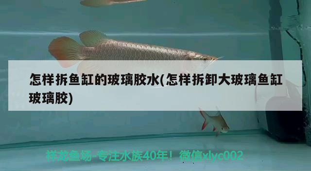 怎樣拆魚(yú)缸的玻璃膠水(怎樣拆卸大玻璃魚(yú)缸玻璃膠) 斯維尼關(guān)刀魚(yú)