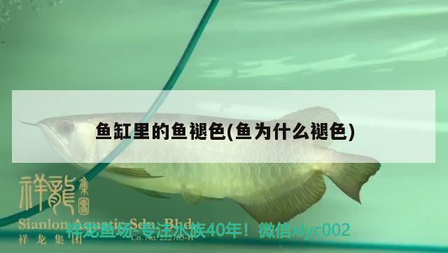 魚缸里的魚褪色(魚為什么褪色) 觀賞魚市場