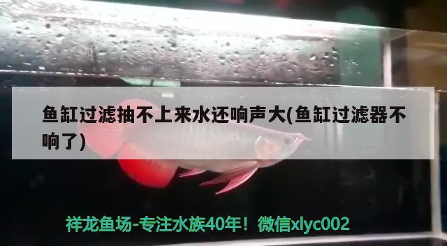 魚缸過濾抽不上來水還響聲大(魚缸過濾器不響了)